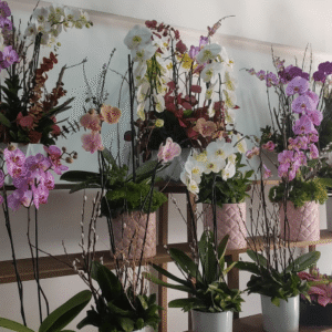 Orquídeas